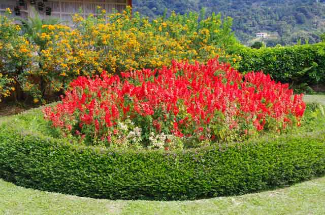 Example garden filled with red flowers that gives a beautiful contrast with the green surroundings