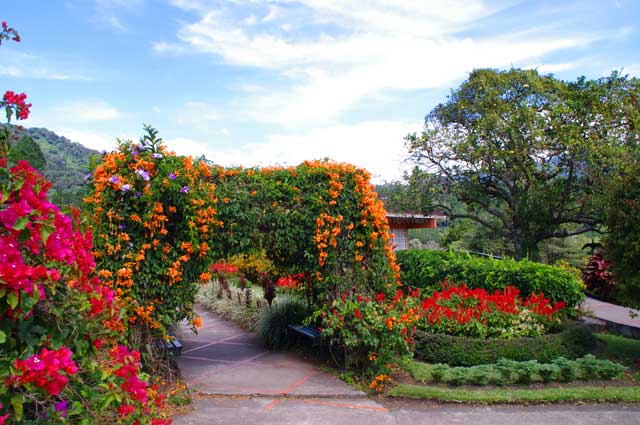 Big garden gate overgrown with orange flowering plants