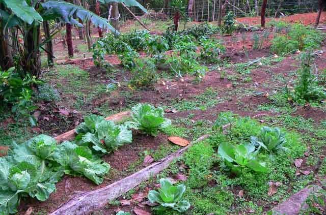 Little vegetable garden behind a country house in the mountains of Panama growing some onions, a variety of salads, tomatoes and more
