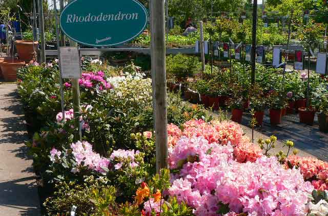 Rhododendron on sale at the Hauenstein Garden Center in Rafz, Switzerland