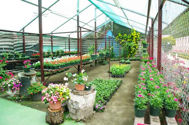 Variety of garden plants on sale at the flower expo site (feria de flores) in Boquete, Panama