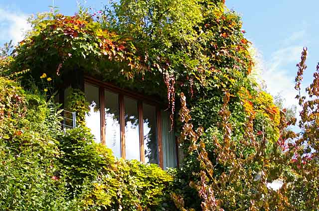 Photo example of a window in a country home covered with plants
